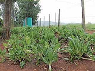 A small-scale farmer finds joy in giving to others A small-scale farmer finds joy in giving to others