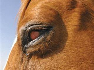 Eye infections & blindness