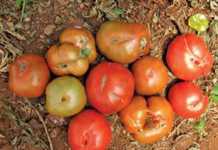 Physiological disorders of tomatoes