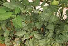 Watch out for powdery mildew
