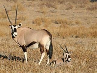 Fresh wind blows in the Kalahari for the Khomani San Fresh wind blows in the Kalahari for the Khomani San