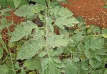 These pests will creep into your crop unseen