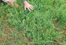 Nitrogen, humus & legumes