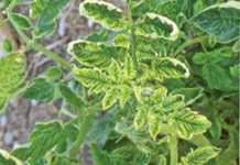 Dealing with tomato curly stunt virus