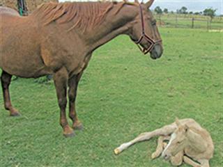 Foaling season Foaling season