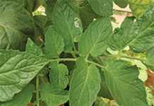 Managing leaf miners in tomato crops