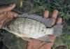 Tilapia industry requires funding