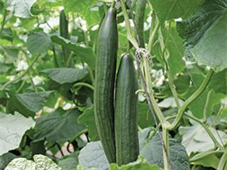 Cucumbers save the day Cucumbers save the day