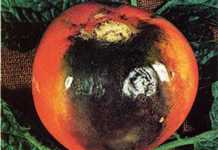 Don’t let late blight catch you napping