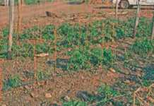 Growing tomatoes in a bacterial wilt area