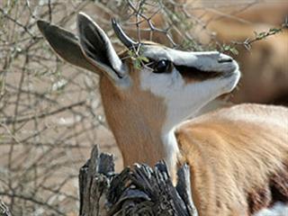 The wildlife industry rises to the challenge The wildlife industry rises to the challenge