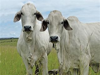 For the love of Brahman For the love of Brahman