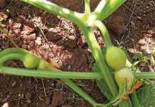 Get the spacing right with these veggies