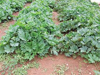 Spacing of Cucurbitaceae Spacing of Cucurbitaceae