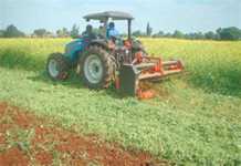 Using radish to control cyst eelworm