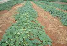 How to fine-tune pumpkin spacing