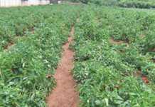 Understanding nitrogen fertilisation in vegetables – part 1