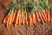 No-till can be practical for vegetables