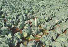 Understanding nitrogen fertilisation in vegetables – part 3