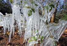 Winter frosts – be prepared