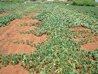Looking after your Cucurbits Looking after your Cucurbits