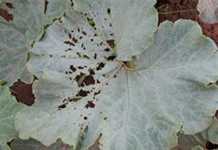 Watching your cucurbits grow