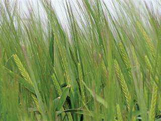 Leading barley producer innovates & improves Leading barley producer innovates & improves