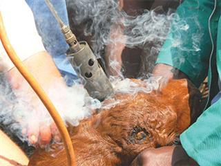 Dehorning beef cattle Dehorning beef cattle
