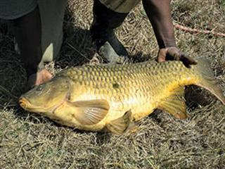 Alternative species for aquaculture Alternative species for aquaculture