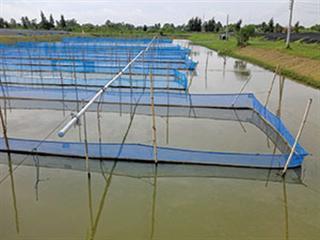Lessons in aquaculture from Asia Lessons in aquaculture from Asia