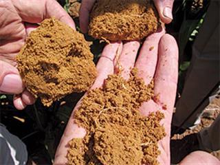 Sandy soils in a low rainfall area can be productive Sandy soils in a low rainfall area can be productive