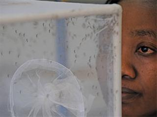 Netting flies boosts milk yields Netting flies boosts milk yields