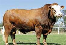 Rolmodelle Simmentaler Sale