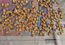 An early start to the watermelon season