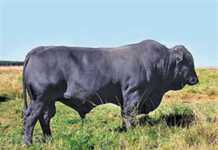 Buffalo Valley Farms Drakensberger Sale