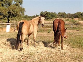 Can horses eat Smutsfinger hay? Can horses eat Smutsfinger hay?