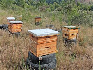 Bee farming in Friemersheim Bee farming in Friemersheim