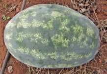 Give your watermelons the correct nutrient mix