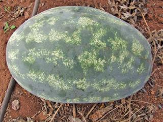 Give your watermelons the correct nutrient mix Give your watermelons the correct nutrient mix