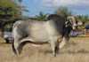 Nedibest Brahman Production Sale