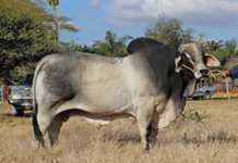 Nedibest Brahman Production Sale