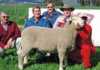 Annual SA Mutton Merino ram sale