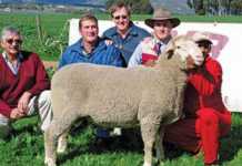 Annual SA Mutton Merino ram sale