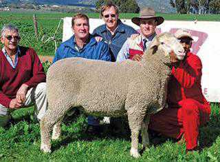 Annual SA Mutton Merino ram sale