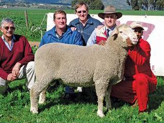 Annual SA Mutton Merino ram sale Annual SA Mutton Merino ram sale