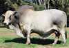 Fonteine Boran Sale Highest bull R170 000