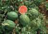 Growing watermelons – part 1