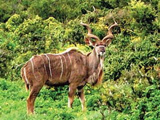 Record hunted kudu horns Record hunted kudu horns