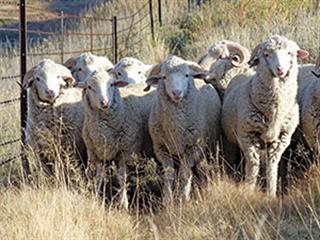 Quality Merinos from the mountains of Barkly East Quality Merinos from the mountains of Barkly East