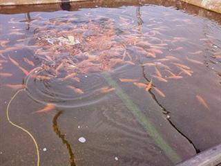 Tilapia feeds & feeding: get it right Tilapia feeds & feeding: get it right